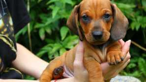 Pokud opravdu chcete domácího mazlíčka: 5 z nejvíce rozpočtových plemen psů